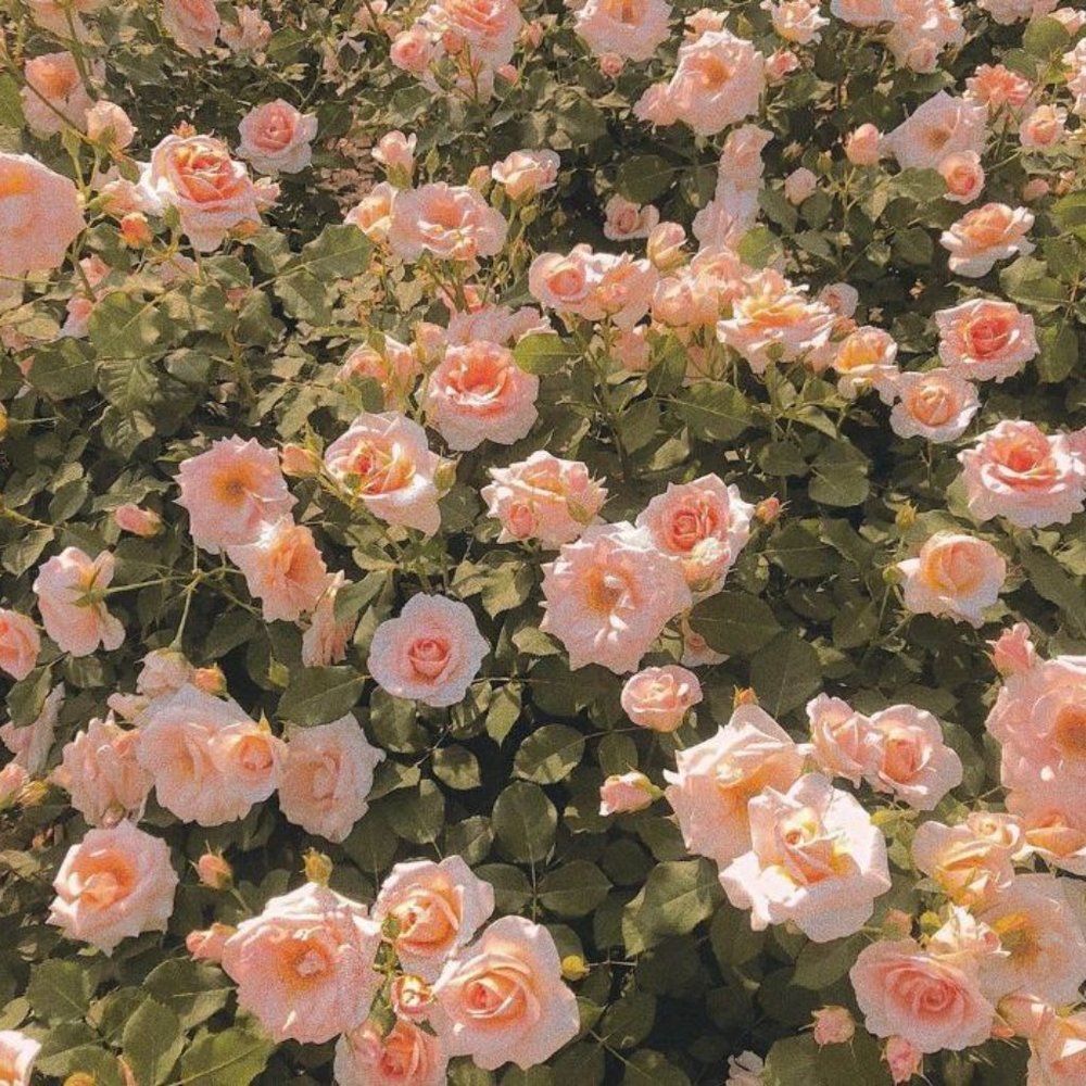 Meet your Posher, Emerson